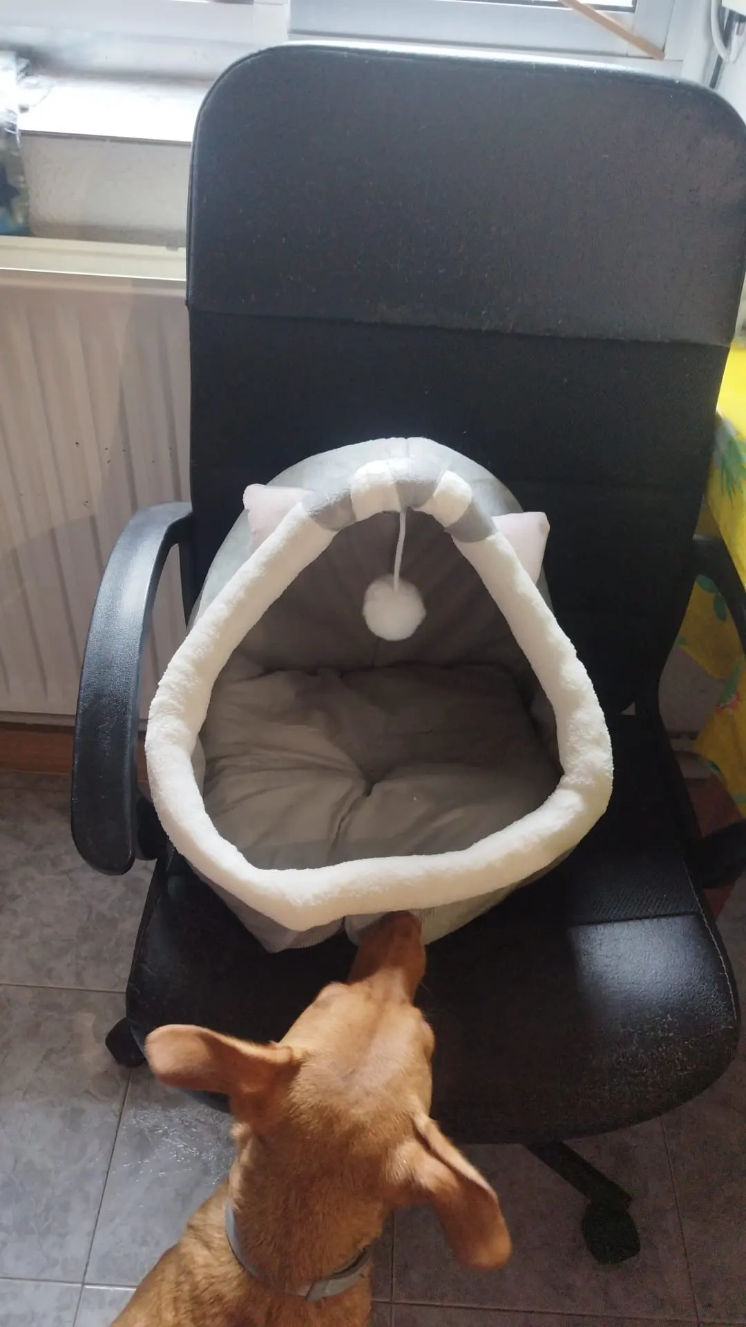 Cozy Cartoon Cat Bed: Removable, Washable, & Foldable Delight photo review
