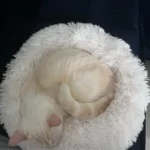 Plush Donut Cat Bed: Cozy, Washable Comfort for Pets photo review