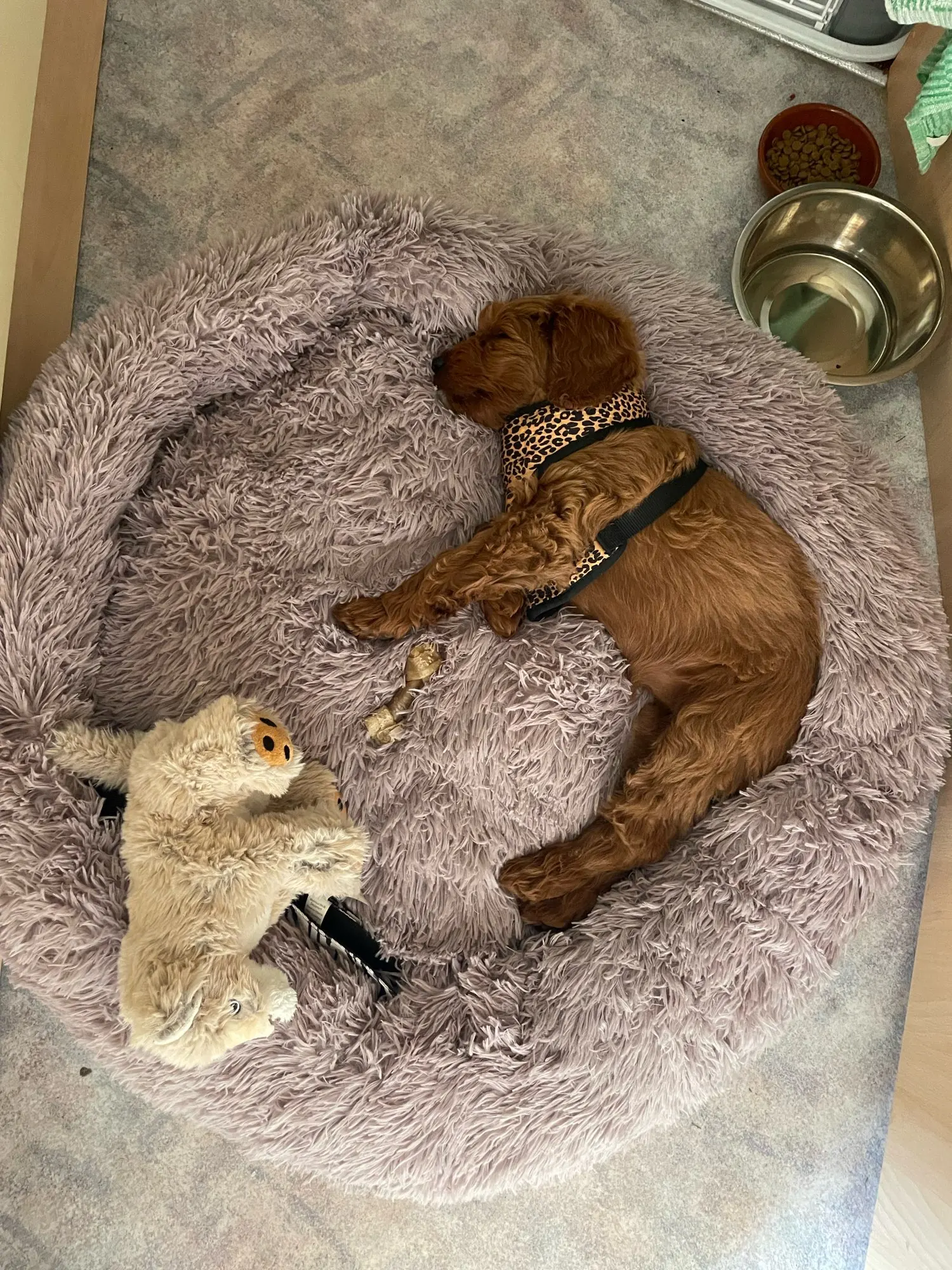 Cozy Round Plush Dog & Cat Bed for Ultimate Warmth & Style photo review