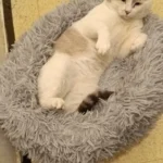 Plush Donut Cat Bed: Cozy, Washable Comfort for Pets photo review