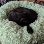 Plush Donut Cat Bed: Cozy, Washable Comfort for Pets photo review