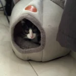 Cozy Cotton Cat Cave: Ultimate Winter Pet Bed Retreat photo review