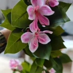 Lifelike Tropical Ficus Tree - No-Maintenance Home Decor photo review