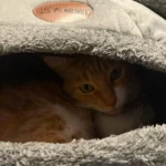 Cozy Cotton Cat Cave: Ultimate Winter Pet Bed Retreat photo review