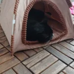 Versatile Foldable Cat Tent: Cool & Cozy All-Season Haven photo review