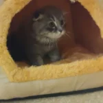 Cozy Foldable Pet House: Washable Cave for Cats & Small Dogs photo review