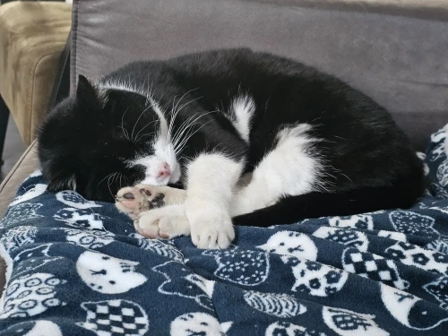 Cozy Plush Cat & Small Dog Bed Mat - Breathable & Soft photo review