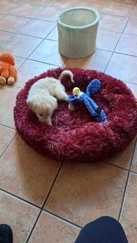 Plush Donut Cat Bed: Cozy, Washable Comfort for Pets photo review