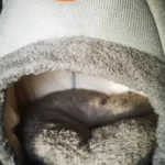 Cozy Cotton Cat Cave: Ultimate Winter Pet Bed Retreat photo review