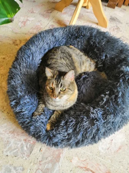 Cozy Round Pet Bed in Stylish Gradient for Large Dogs photo review