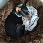 Cozy Round Pet Bed in Stylish Gradient for Large Dogs photo review