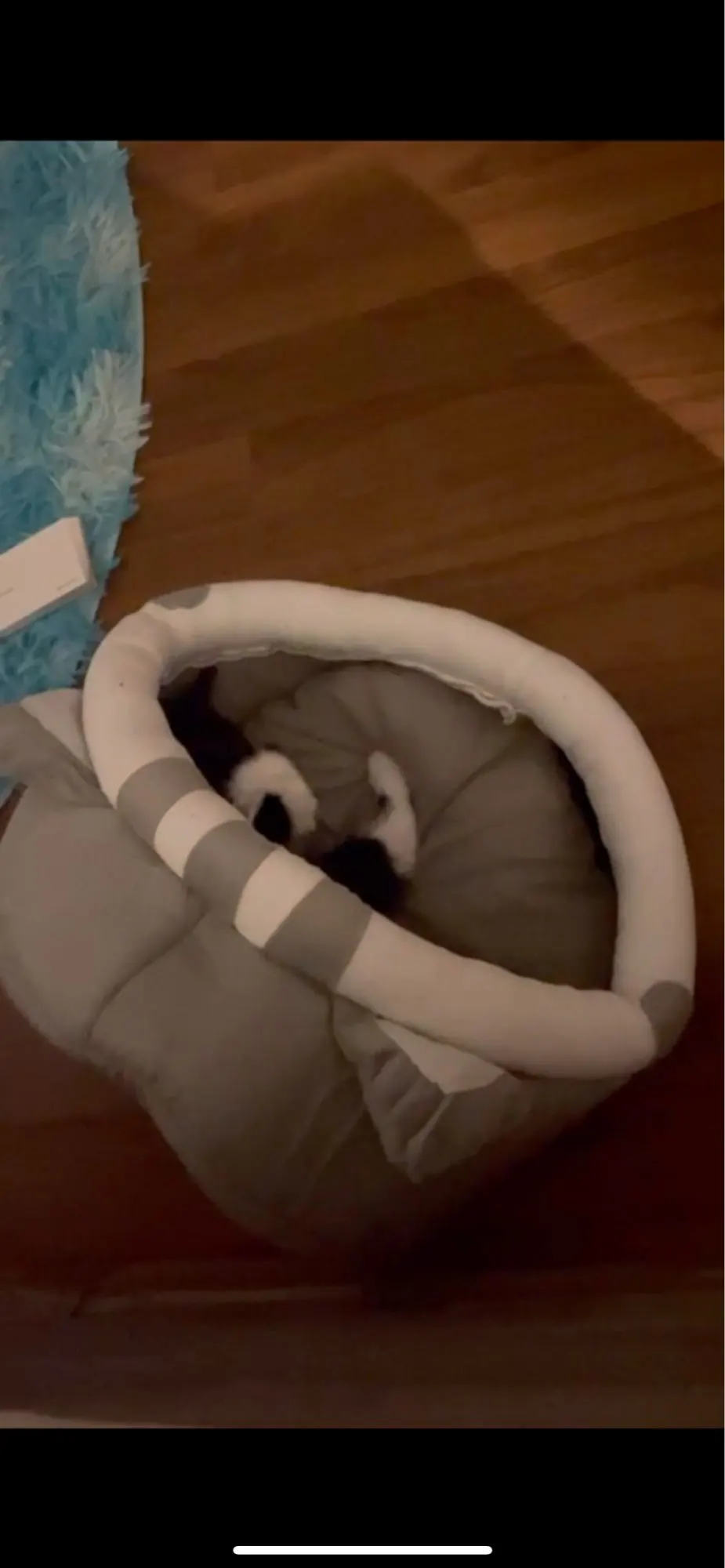 Cozy Cotton Cat Cave: Warm Pet Bed for Cats & Small Dogs photo review