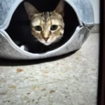 Cozy Felt Donut Cat Bed & Tunnel - Interactive Play Haven photo review