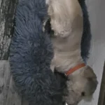 Cozy Round Pet Bed in Stylish Gradient for Large Dogs photo review