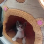 Cozy Foldable Pet House: Washable Cave for Cats & Small Dogs photo review