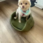 Dog Cushions Pet Bed Sofa Beds Large Dogs Fluffy Medium Blanket Pets Accessories Bad Mat Products Puppy Supplies Cats Small Big photo review