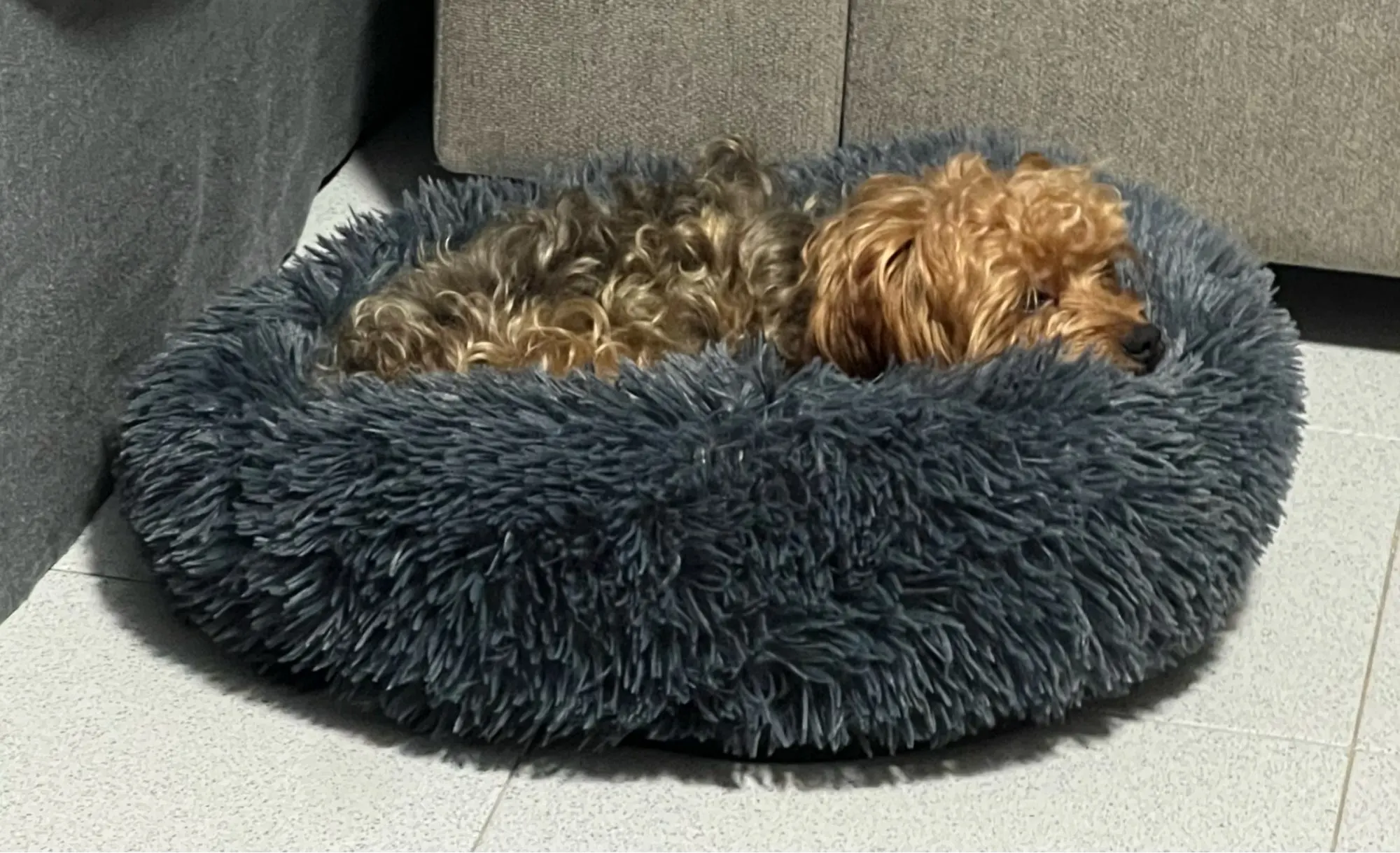 Cozy Round Pet Bed in Stylish Gradient for Large Dogs photo review
