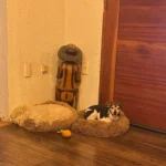 Cozy Plush Cat Bed for Ultimate Warmth & Comfort photo review