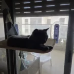 Sunshine Bliss: Foldable Suction Cup Cat Hammock Bed photo review