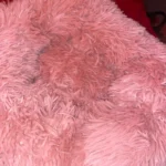 Cozy Round Pet Bed in Stylish Gradient for Large Dogs photo review