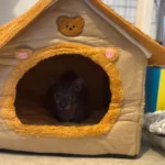 Cozy Foldable Pet House: Washable Cave for Cats & Small Dogs photo review