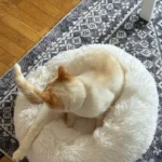 Plush Donut Cat Bed: Cozy, Washable Comfort for Pets photo review