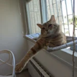 Sunny Cat Hammock Bed - Cozy Aerial Window Nest for Cats photo review