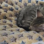 Cozy Plush Cat & Small Dog Bed Mat - Breathable & Soft photo review