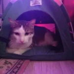Versatile Foldable Cat Tent: Cool & Cozy All-Season Haven photo review