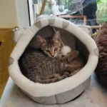 Cozy Cotton Cat Cave: Warm Pet Bed for Cats & Small Dogs photo review