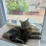 Sunny Cat Hammock Bed - Cozy Aerial Window Nest for Cats photo review