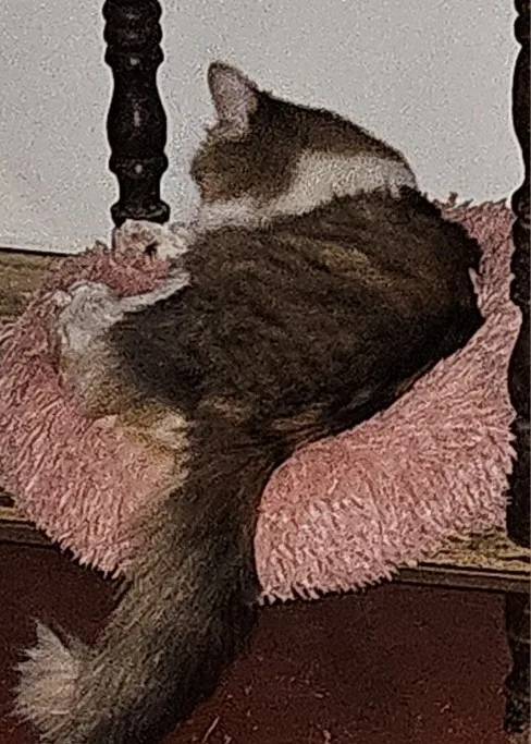 Plush Donut Cat Bed: Cozy, Washable Comfort for Pets photo review