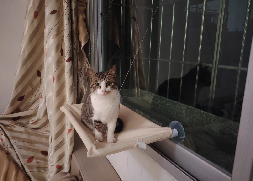 Sunny Cat Hammock Bed - Cozy Aerial Window Nest for Cats photo review