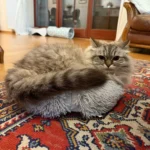 Cozy Plush Cat Bed for Ultimate Warmth & Comfort photo review