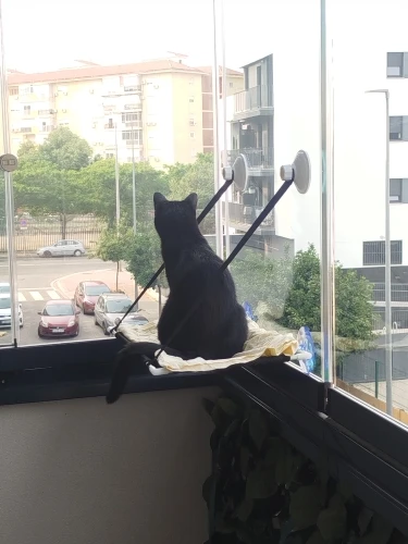 Breathable Cat Hammock with Suction Cups for Sunbathing Bliss photo review