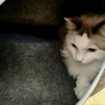 Cozy Dual Cat Bed & Tunnel - Interactive Plush Nest photo review