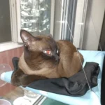 Sunny Cat Hammock Bed - Cozy Aerial Window Nest for Cats photo review