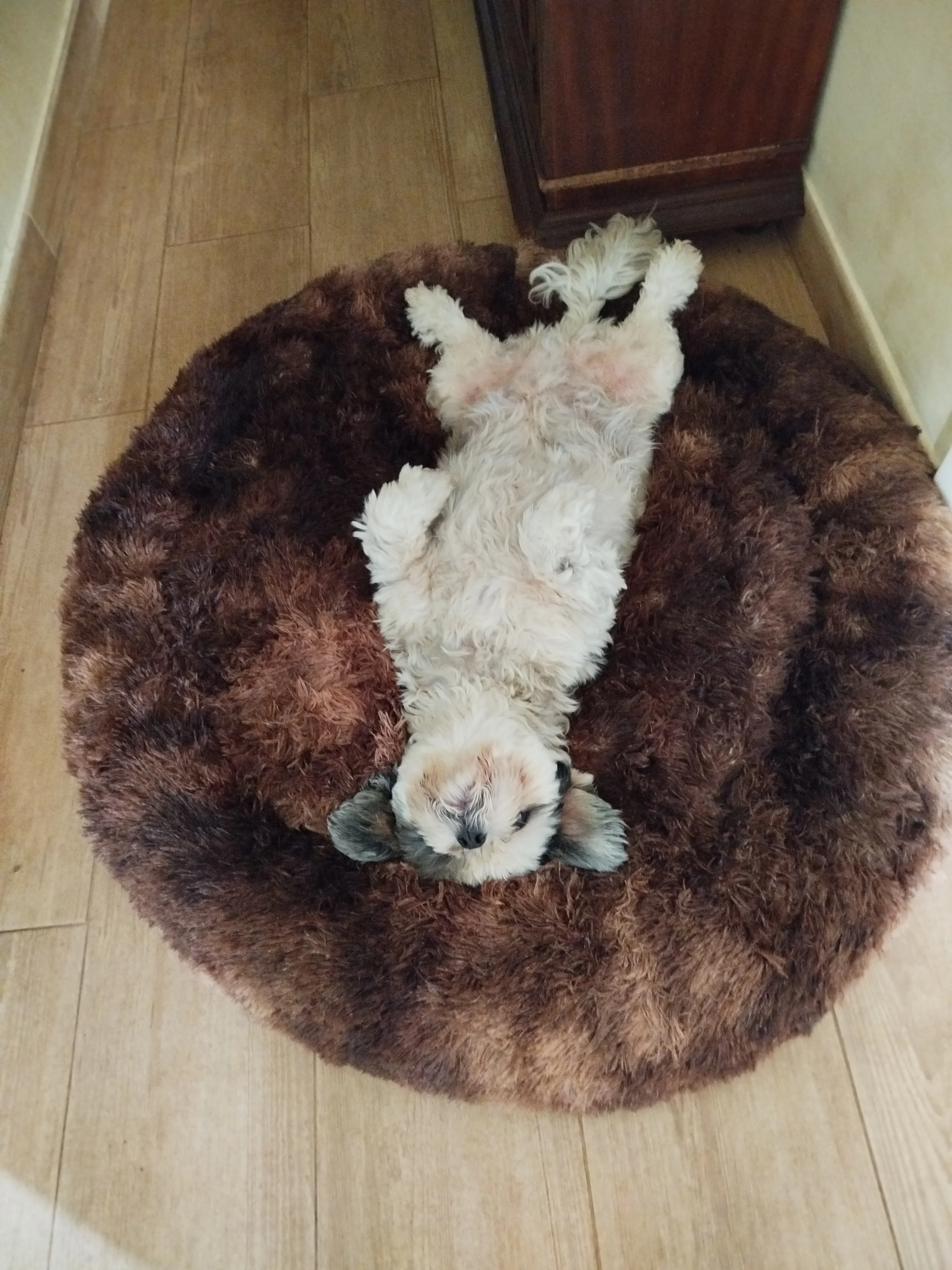 Cozy Round Pet Bed in Stylish Gradient for Large Dogs photo review