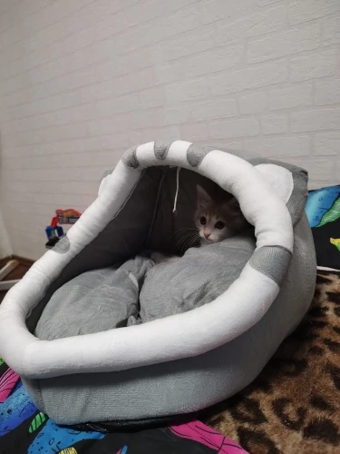 Cozy Cotton Cat Cave: Warm Pet Bed for Cats & Small Dogs photo review