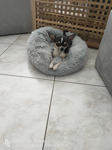 Plush Donut Cat Bed: Cozy, Washable Comfort for Pets photo review