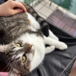 Sunny Cat Hammock Bed - Cozy Aerial Window Nest for Cats photo review