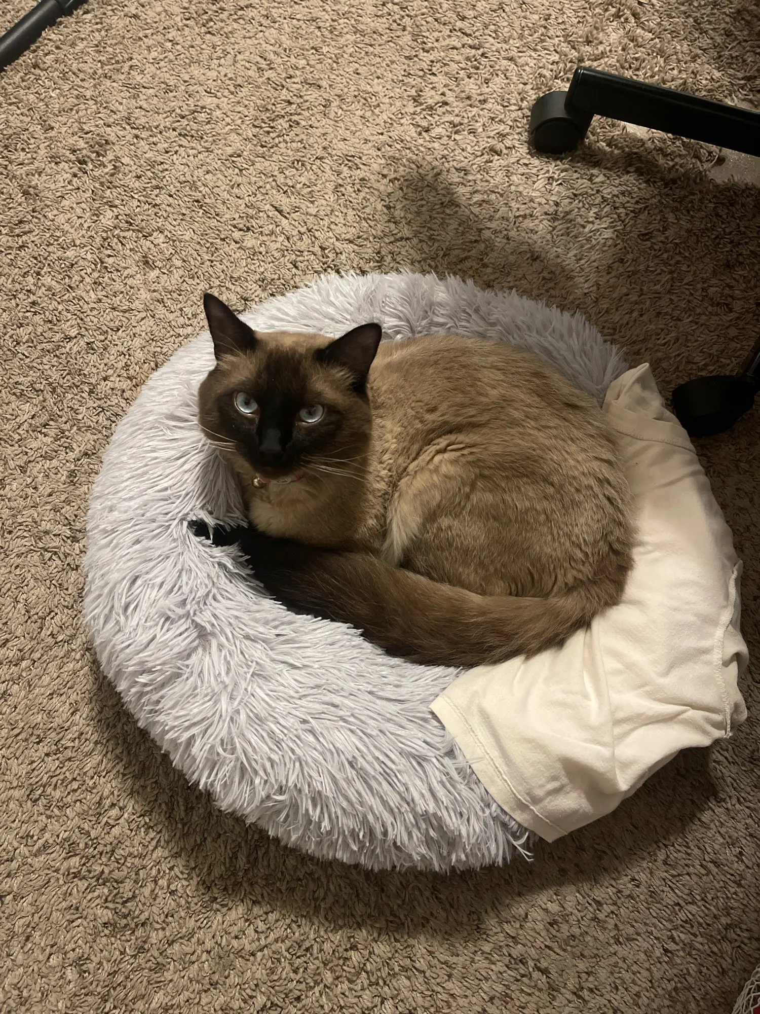 Cozy Round Pet Bed in Stylish Gradient for Large Dogs photo review