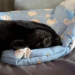 Cozy Plush Cat Sleeping Bag - Ultra Soft Travel Nest photo review