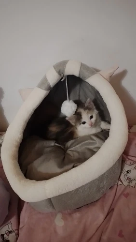 Cozy Cartoon Cat Bed: Removable, Washable, & Foldable Delight photo review