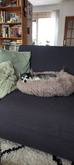 Cozy Round Plush Dog & Cat Bed for Ultimate Warmth & Style photo review