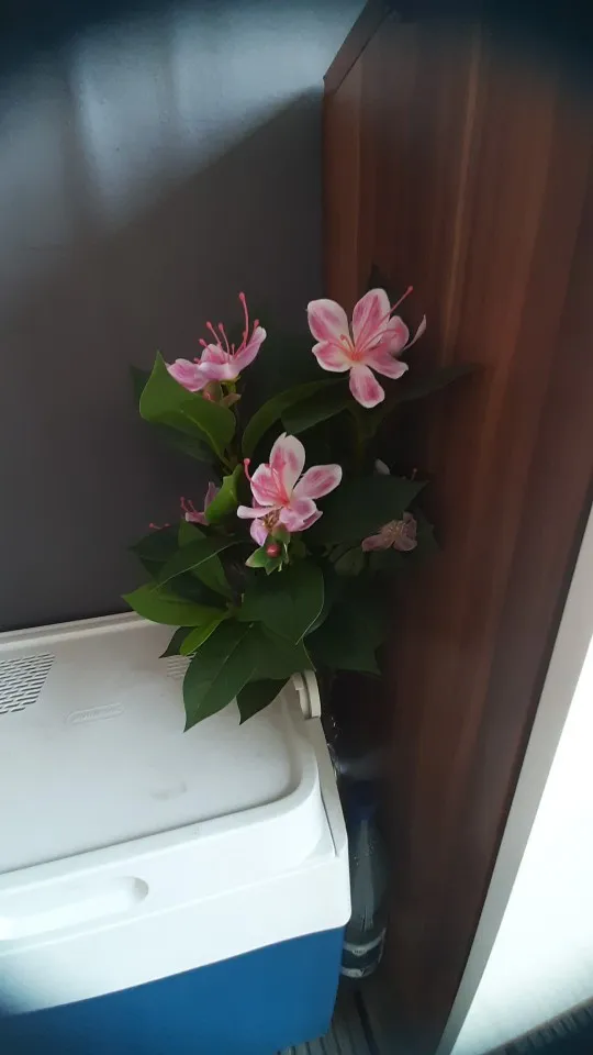 Lifelike Tropical Ficus Tree - No-Maintenance Home Decor photo review