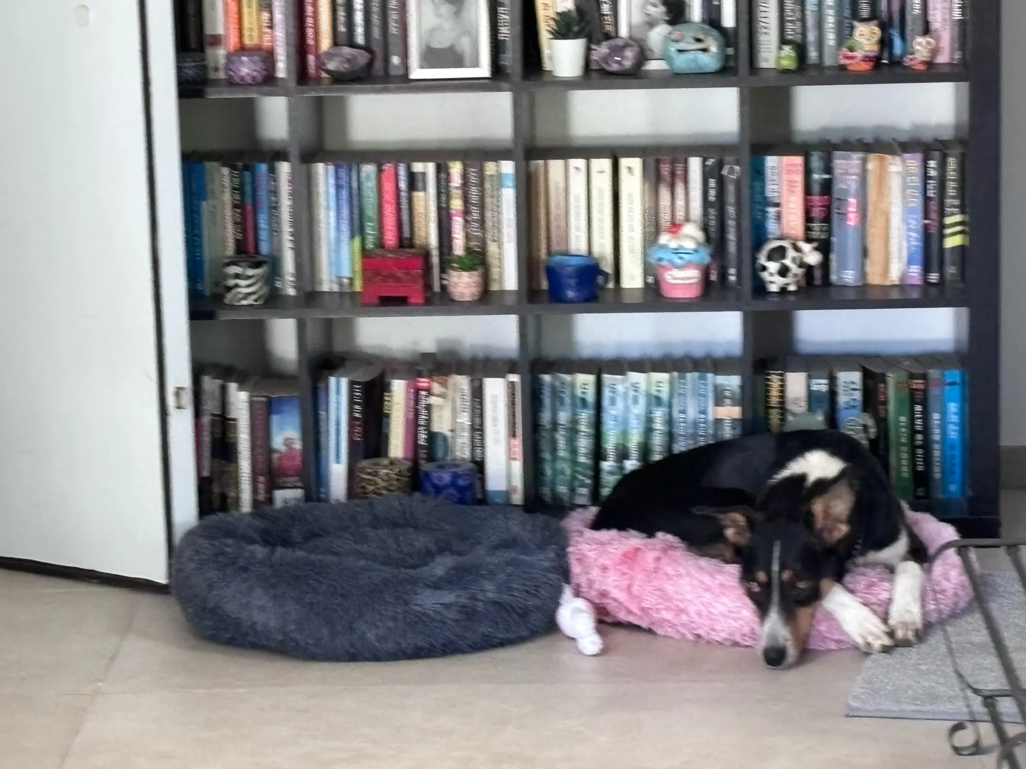 Cozy Round Pet Bed in Stylish Gradient for Large Dogs photo review