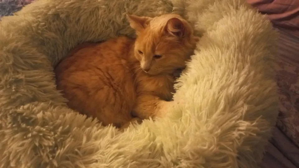 Plush Donut Cat Bed: Cozy, Washable Comfort for Pets photo review