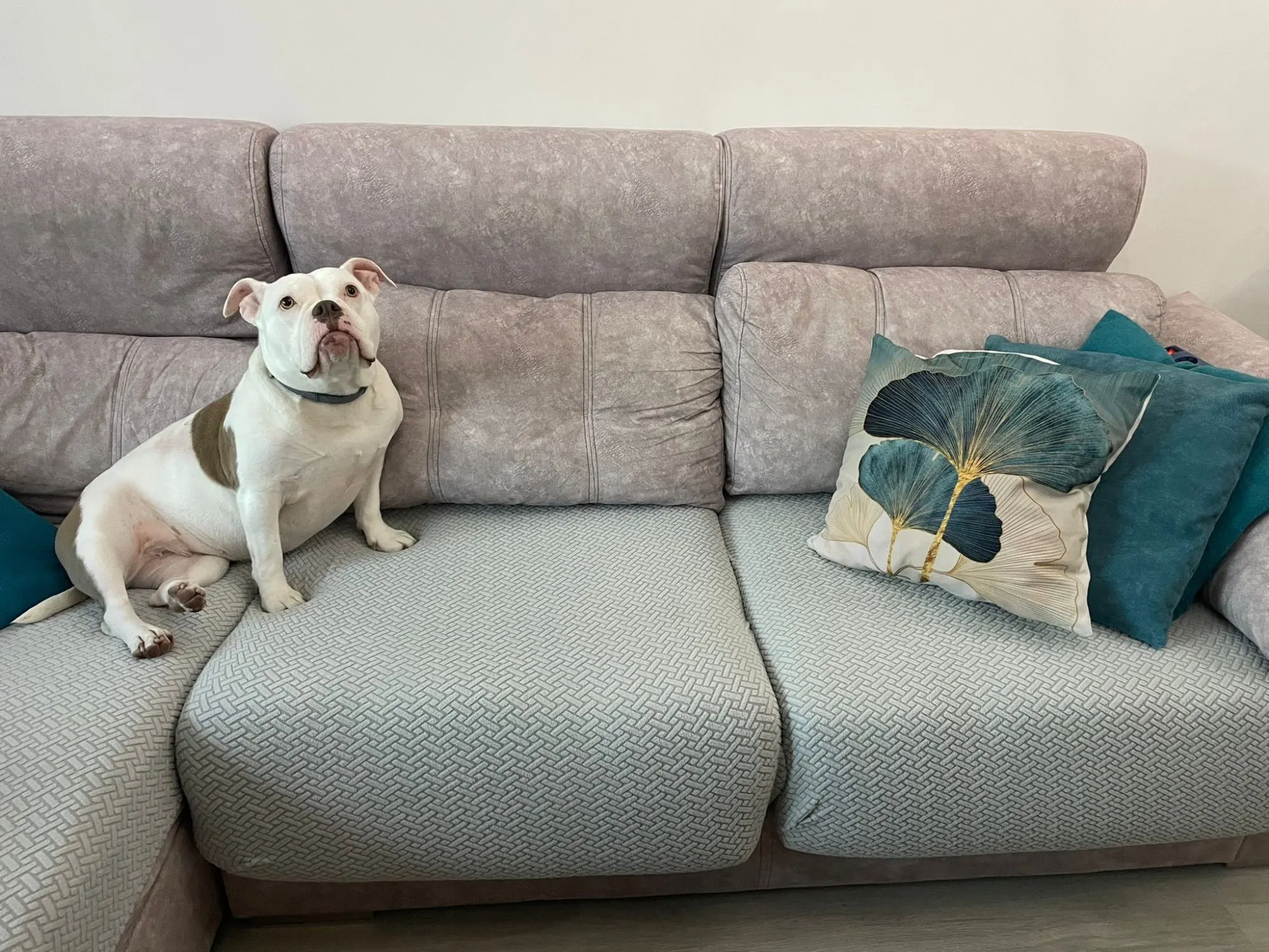 Elegant Jacquard Sofa Cover - Soft, Stretchy Protection for All Sofas photo review