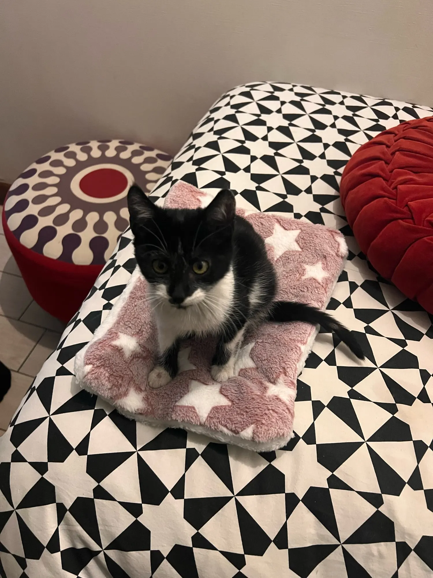 Flannel Pet Sleeping Mat Dog Bed Cat Litter Puppy Bed Dog Sofa Lovely Mattress Cushion for Small Large Dog Blanket Pet Supplies photo review